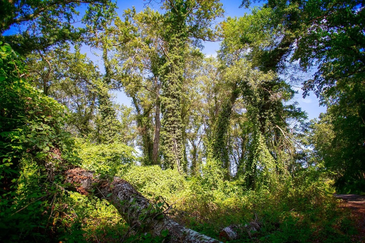 Самурский лес